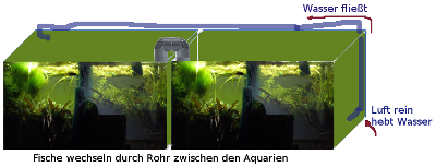 Bild: Von Fischen durchschwimmbare Aquarienkopplung
