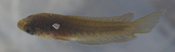 Juveniler M.ocellatus im Winter