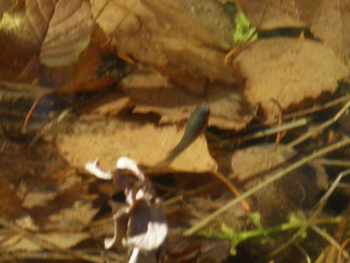 Juveniler M.ocellatus im Winter
