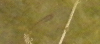 Juveniler M.ocellatus im Winter